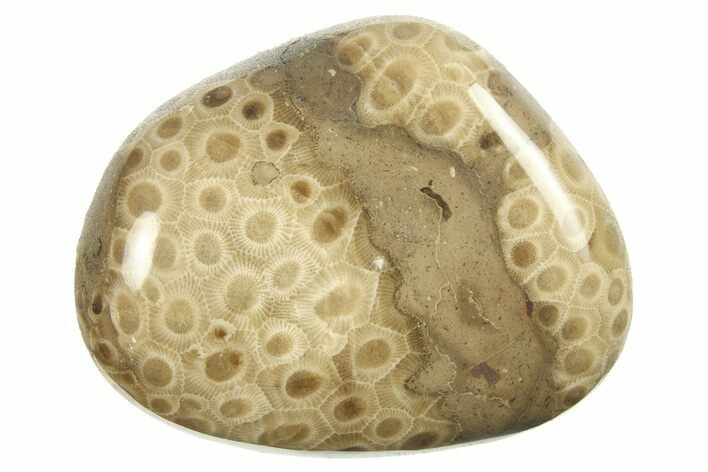 Polished Petoskey Stone (Fossil Coral) - Michigan #268028